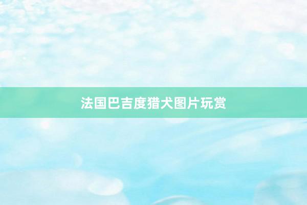法国巴吉度猎犬图片玩赏