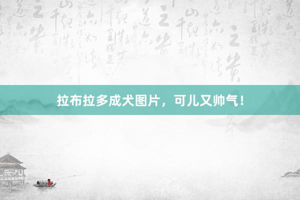 拉布拉多成犬图片，可儿又帅气！